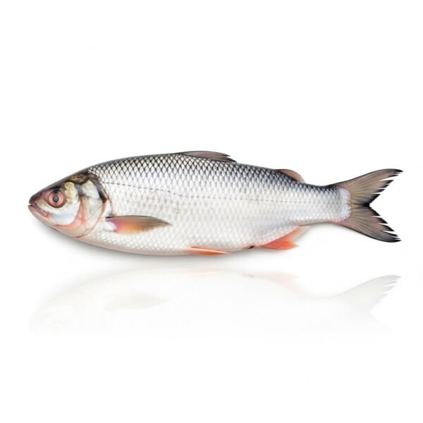 Fresh Hilsa Fish 1kg